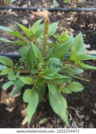 Amaranthus palmeri is a species of edible flowering plant in the amaranth genus. It has several common names, including carelessweed, dioecious amaranth, Palmer's amaranth, Palmer amaranth, and Palmer