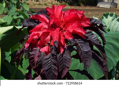 Amaranthus Tricolor