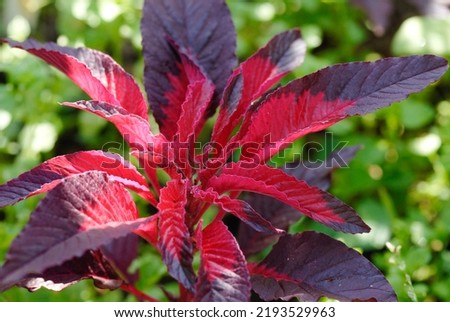 Amaranthus tricolor 'Early Splendor' is a Chinese Spinach with colorful leaves