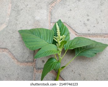 Amaranthus Viridis On The Floor.