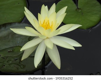 Ninféia Amarela (Nymphaea Mexicana), A Delicate Flower 