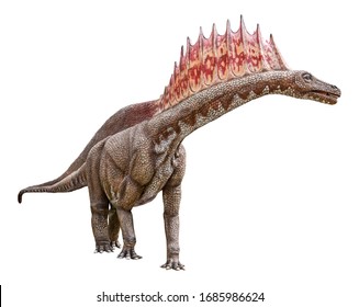 Amargasaurus is herbivore genus Sauropod dinosaur from early Cretaceous  Amargasaurus had double row spines along back   neck  Amargasaurus isolated white background and clipping path