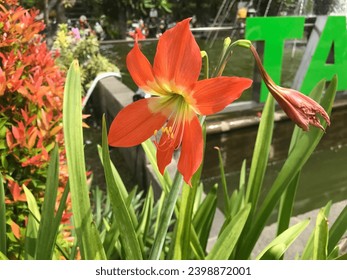 Amarilis (Amaryllis) is a flower that blooms once and only once a year, Beautiful Blossoms of Amaryllis flower (Wild flowers - Hippeastrum.)