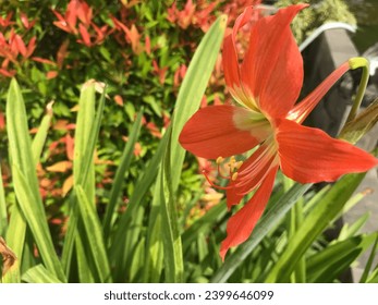 Amarilis (Amaryllis) is a flower that blooms once and only once a year, Beautiful Blossoms of Amaryllis flower (Wild flowers - Hippeastrum.)
