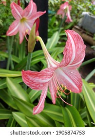 amarylis , in Baksil Bandung west java Indonesia 