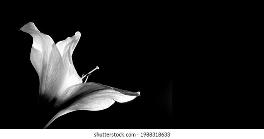 flor amarilis en blanco