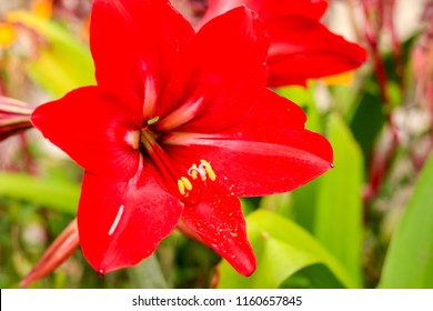 75 Hippeastrum royal Images, Stock Photos & Vectors | Shutterstock