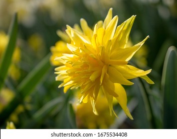 amarylliaceae Narcissus rip van winkle double