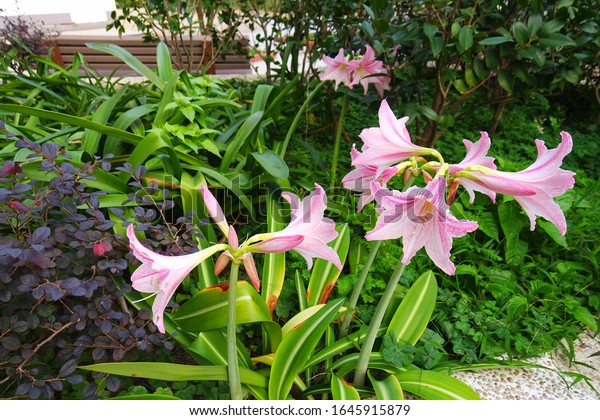 アマリリス ベラドンナ ピンク アマリリス 裸の女性の花 夏の終わりにはベラドンナリリーが盛り上がり その年には他の花が盛りを過ぎた時期になる の写真素材 今すぐ編集