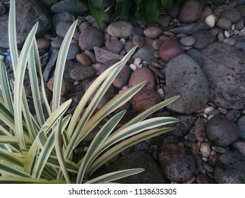 19 Amaryllis Arctic Nymph Images, Stock Photos & Vectors | Shutterstock