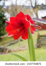 Amaryllis or Hippeastrum hybrid. Flowers with large red petals, dark red heart, trumpet-shaped, on high hollow and round stem, basal foliage ribboned, leathery green