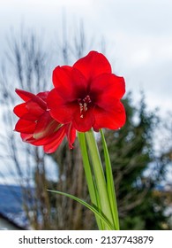 Amaryllis or Hippeastrum hybrid. Flowers with large red petals, dark red heart, trumpet-shaped, on high hollow and round stem, basal foliage ribboned, leathery green