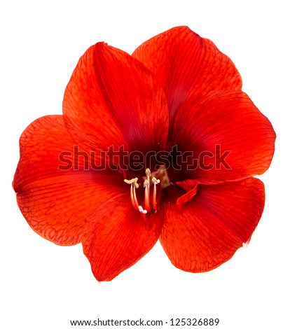 Amaryllis. red flower with clipping path isolated on white background