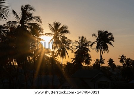 Amassing palms dancing in the sunset 