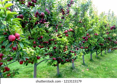 Amasya apples and apples