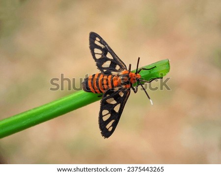 Amata huebneri is a species of moth of the genus Amata of the family Erebidae.  The adult moth of this species is black with a yellow or orange band on the abdomen, and transparent windows on the wing