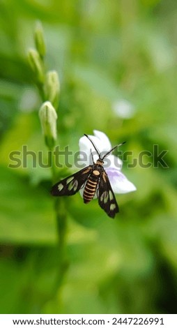 Amata huebneri is a species of moth in the genus Amata of the family Erebidae.The adult moths of this species are black with a yellow or orange band on the abdomen,and transparent windows on the wings