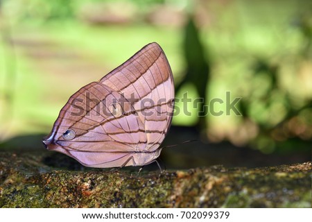 Amathuxidia amythaon amythaon