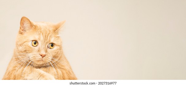 The amazed ginger  red cat looks at with a crazy look on background with copy space. advertising animals goods banner concept.