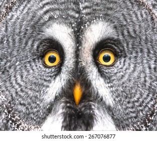 Amazed Great Grey Owl Hdr