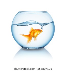Poisson Rouge Hd Stock Images Shutterstock Poisson Rouge Hd Stock Images Shutterstock