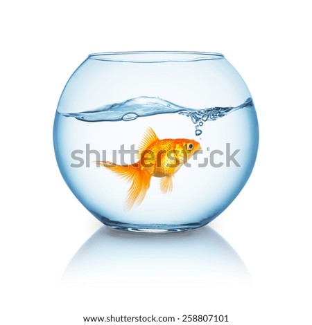 amazed looking goldfish in a fishbowl