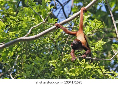 Amazed Monkey Hanging By The Tail, Colombia