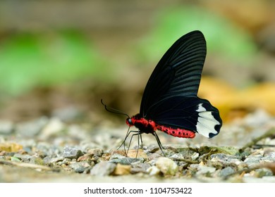 Amazed Pink With Black Wings And White Marks Butterfly On Rock Ground With Blur Green Background, Burmese Batwing (Atrophaneura Varuna Zaleucus)