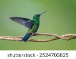 Amazilia Coliazul, Steely-vented Hummingbird, Saucerottia saucerrottei