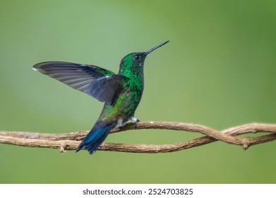 Amazilia Coliazul, Colibrí de ventilación de acero, Saucerottia saucerrottei