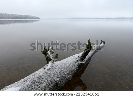 Amazing abstract winter view. Kaunas lagoon coast in Lithuania. Winter view of old tree in water. Lines, curves, angle and perspective. Stunning, wonderful piece of nature. Cold weather winter time.