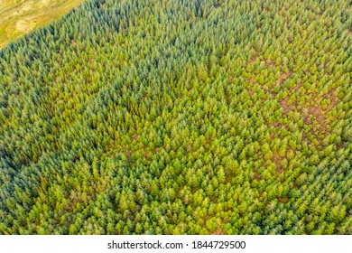Amazing aerial of forest in County Donegal - Ireland.