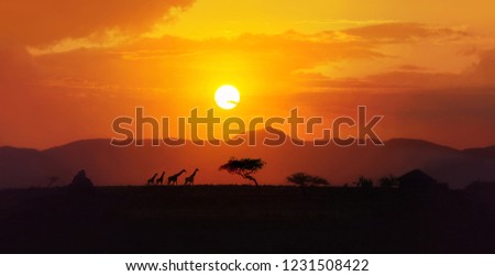 Amazing  african landscape, yellow, red, orange color  sunset over savannah in Tanzania with four giraffe silhouettes walking on the horizon, acacia trees, big sun setting down