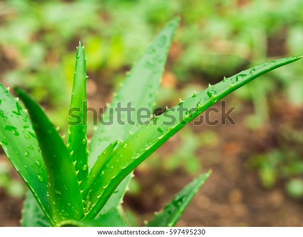 Amazing Aloe Vera Plant Drops Water Stock Photo Edit Now 597495230