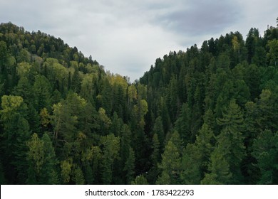 Amazing Altay Fir Forest, Russia