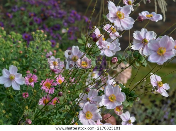 Amazing\
Anemone flower in flower bed. Perfect  illustration for blooming\
Japanese Anemone flowers with shallow depth of field, botanical\
garden, florist, wedding flowers, autumn\
flowers.