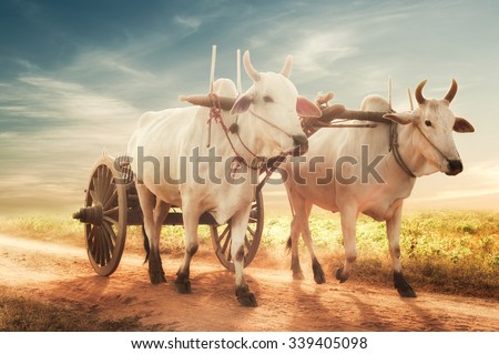 Amazing asian rural landscape with two white oxen pulling wooden cart with hay on dusty road at sunset. Bagan, Myanmar (Burma)