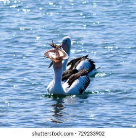 Amazing Australian Pelican Just Caught A Fish And Swallow It Whole - Just Fantastic!!!