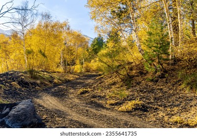 amazing autumn country road among yellow birch trees forest, branches with golden leaves and orange bushes, leadinfar away to nature, season landscape for wallaper background