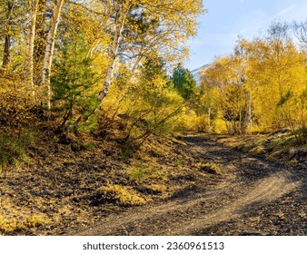 amazing autumn country road among yellow birch trees forest, branches with golden leaves and orange bushes, leadinfar away to nature, season landscape for wallaper background