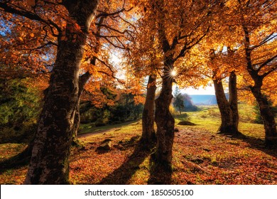 Amazing Autumn Landscape With Sunny Colorful Forest, Golden Colored Autumnal Trees In Sunlight And Sky, Nature Background Suitable For Wallpaper Or Cover