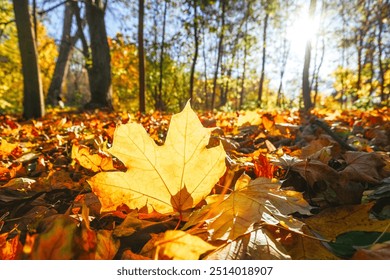 Amazing autumn park (forest)  with colorful trees and sunlight. autumn natural background