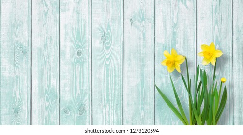 daffodil background wallpaper images stock photos vectors shutterstock https www shutterstock com image photo amazing background yellow daffodils flowers on 1273120594