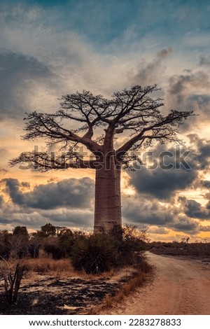 Similar – Image, Stock Photo Majestic Baobab Tree by the Shore at Praia Emilia