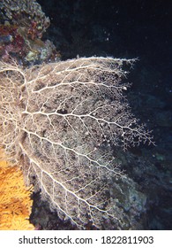 Amazing Basket Sea Star With Its Arms Open Wide During Night Feeding 