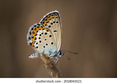 Amazing Beautiful Butterfly, Incredible Wildlife