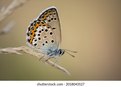 Amazing Beautiful Butterfly, Incredible Wildlife