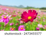 Amazing and beautiful of cosmos flower field landscape.background.
