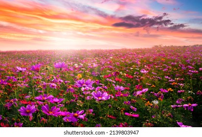 Amazing and beautiful of cosmos flower field landscape in sunset. nature wallpaper background. - Powered by Shutterstock