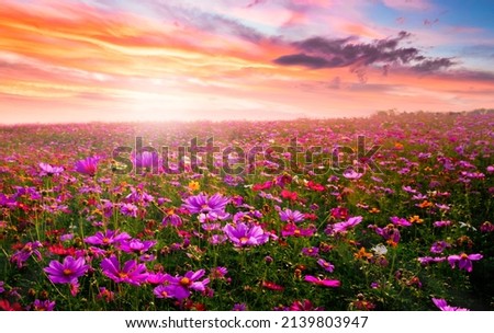 Amazing and beautiful of cosmos flower field landscape in sunset. nature wallpaper background.
